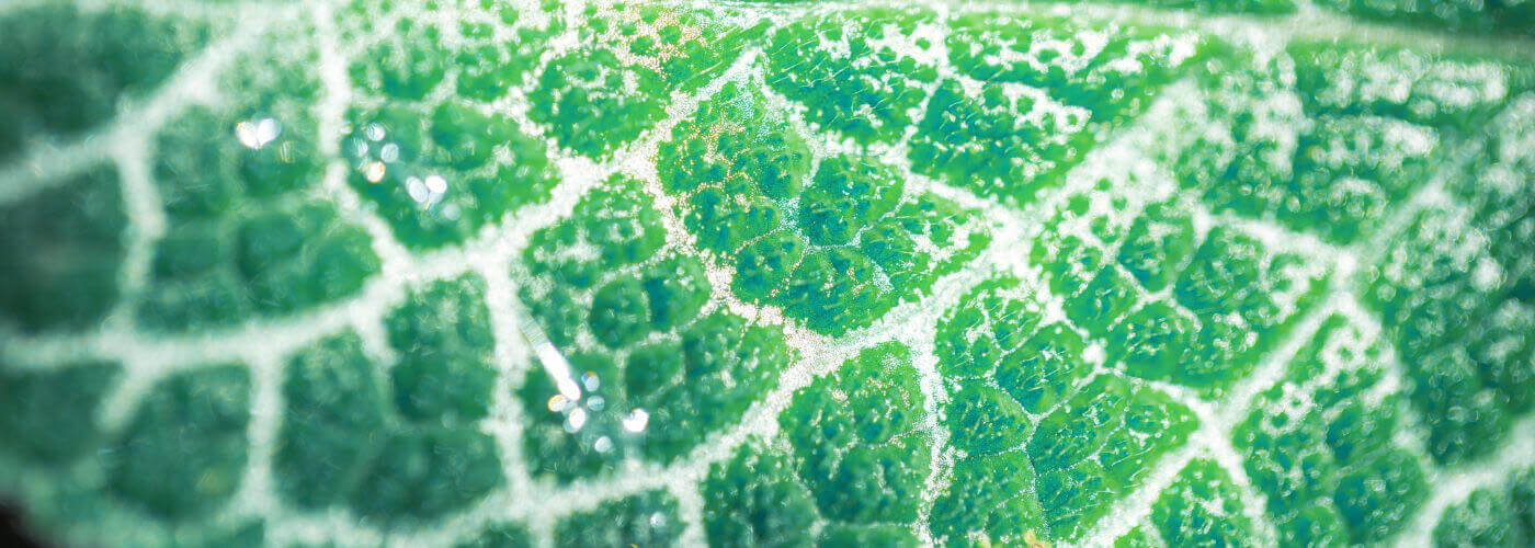 collageen en voeding insentials