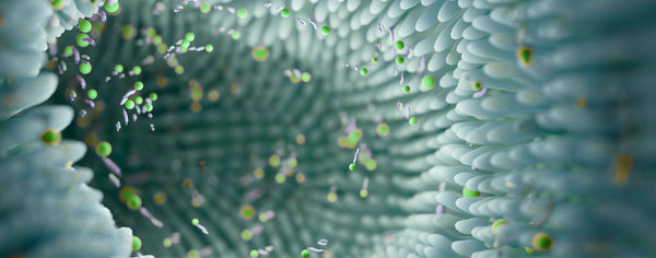 Podcast aflevering 20: Wat onze darmen ons vertellen met Prof. Dr. De Looze - Insentials