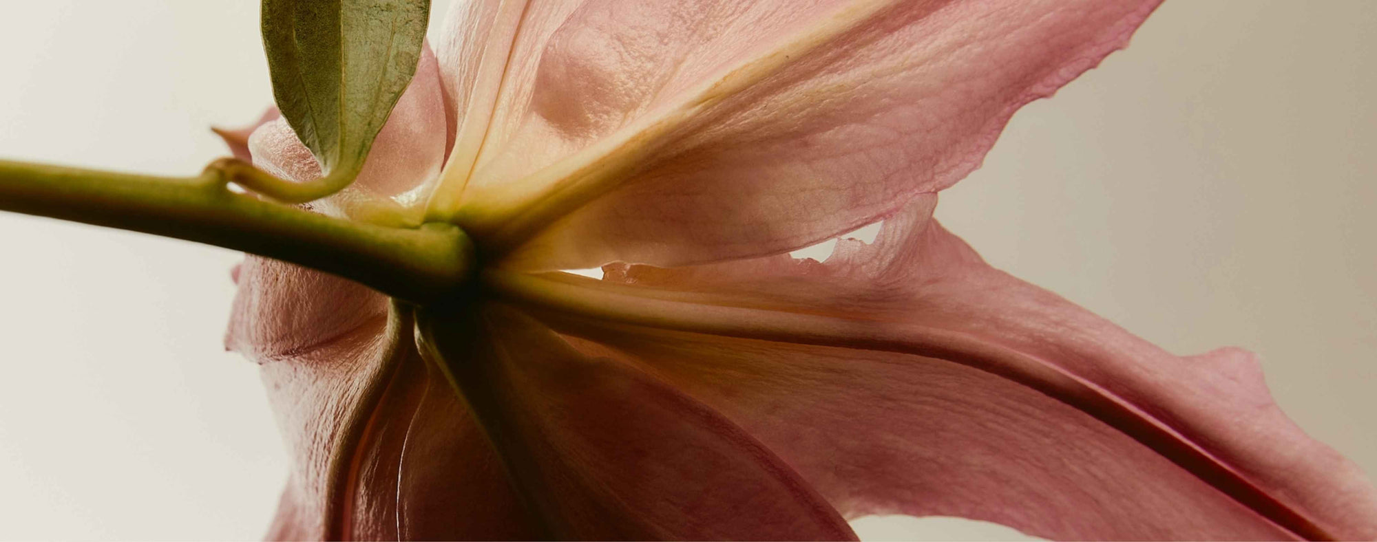 Aflevering 16: De rol van bio-identieke hormonen tijdens de menopauze - Insentials