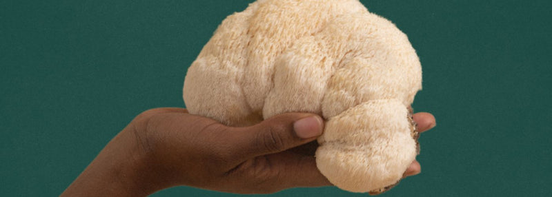 Mental well-being: the power of nootropics like Lion’s Mane