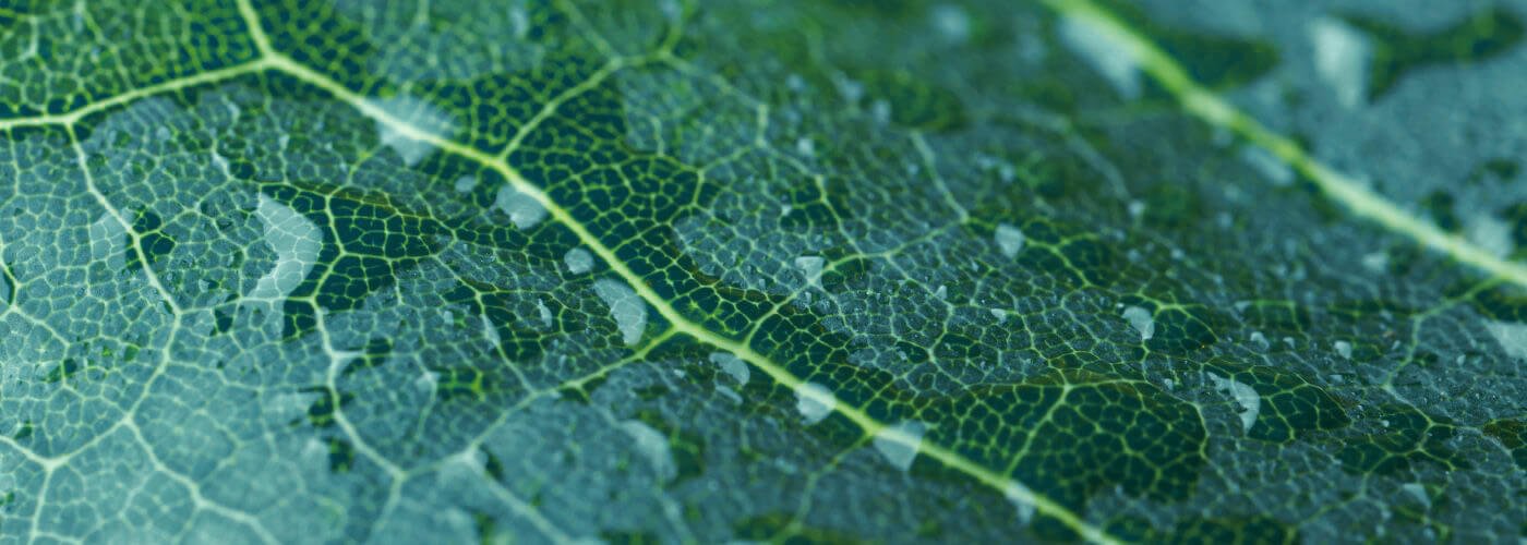 Overgang en voeding: de sleutel tot een gebalanceerde menopauze - Insentials