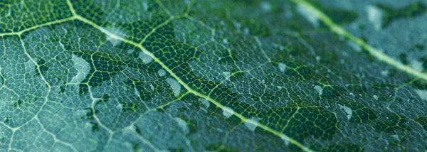 Overgang en voeding: de sleutel tot een gebalanceerde menopauze - Insentials