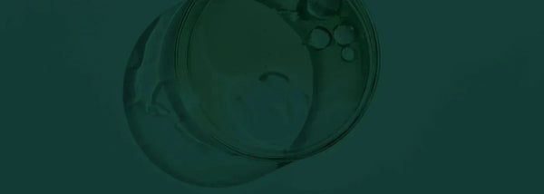 slaap sleutel tot helder brein dr declercq insentials amandine de paepe wow generation