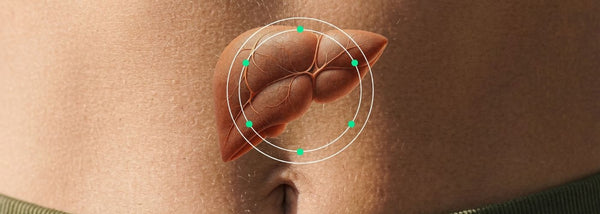 Leververvetting: oorzaken, symptomen en wat je eraan kunt doen - Insentials