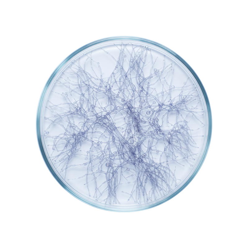 Collagen type II