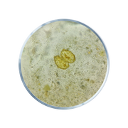 Lion's mane or bearded tooth fungus