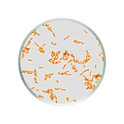 Lipase