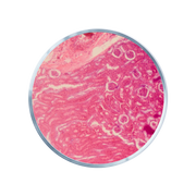 Melatonin