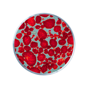 Protease