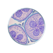 Quercetine
