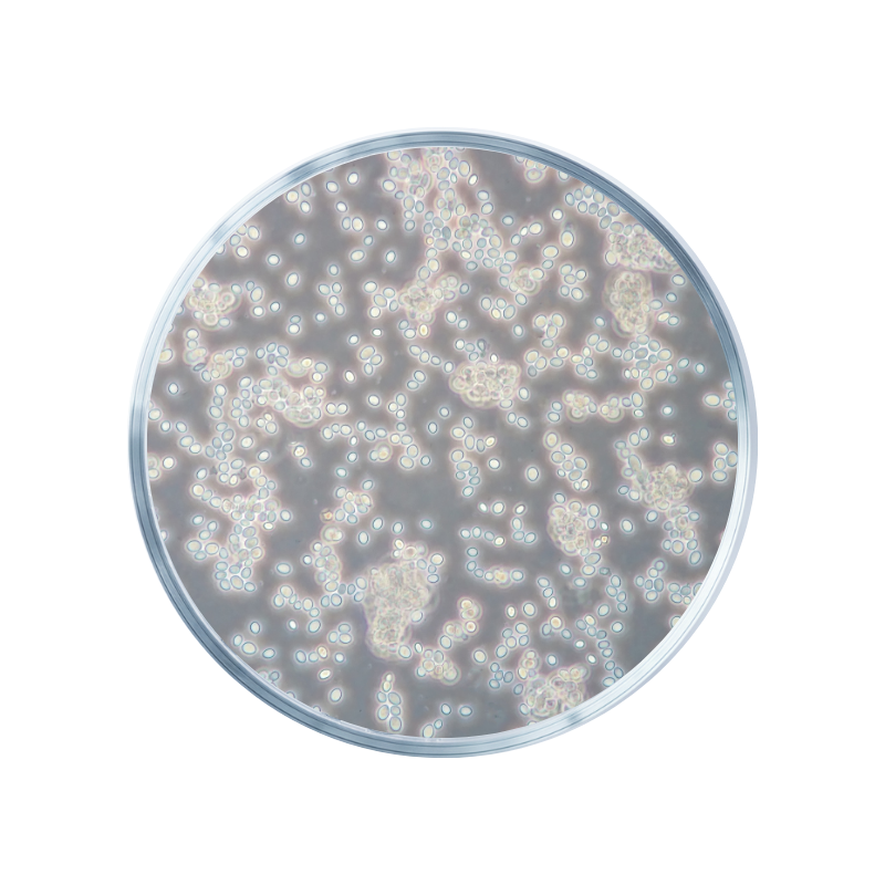 Mûrier blanc (Morus Alba)