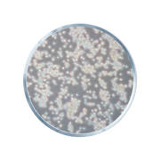 Witte Moerbei