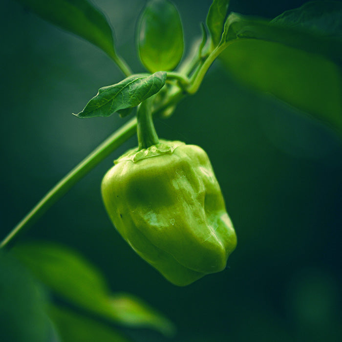 Afname voedingswaarde paprika