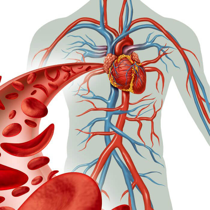 Beweging stimuleert de bloedcirculatie tijdens de menopauze