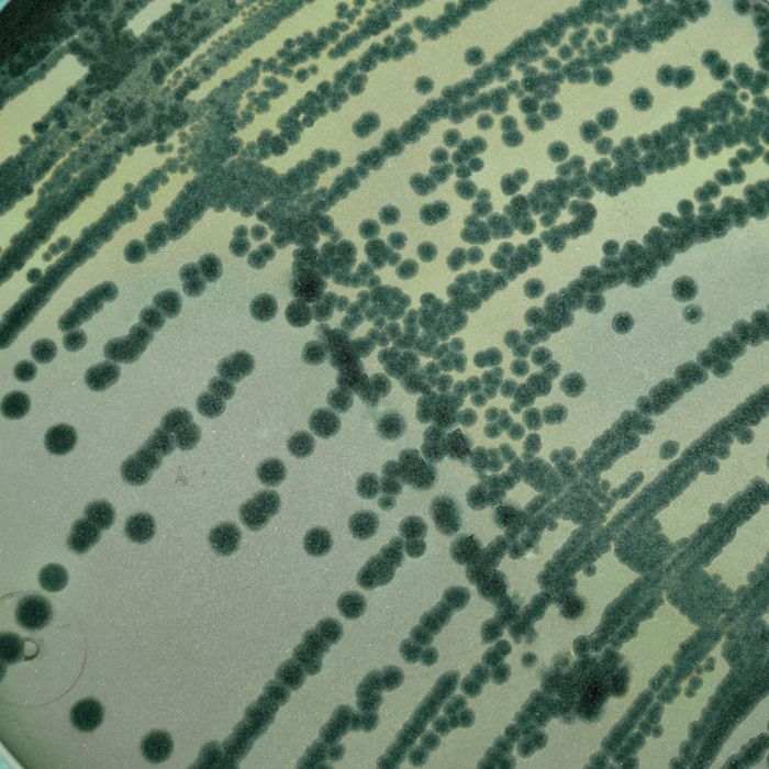 santé microbiome prébiotiques