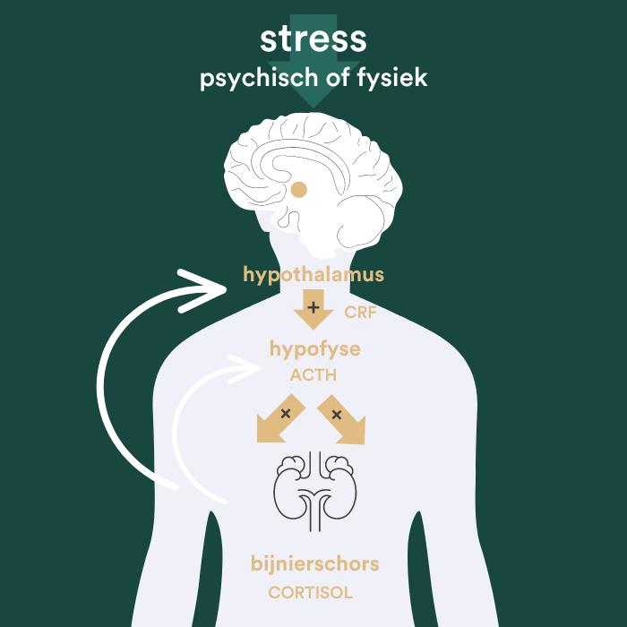 Hpa as stress cortisol