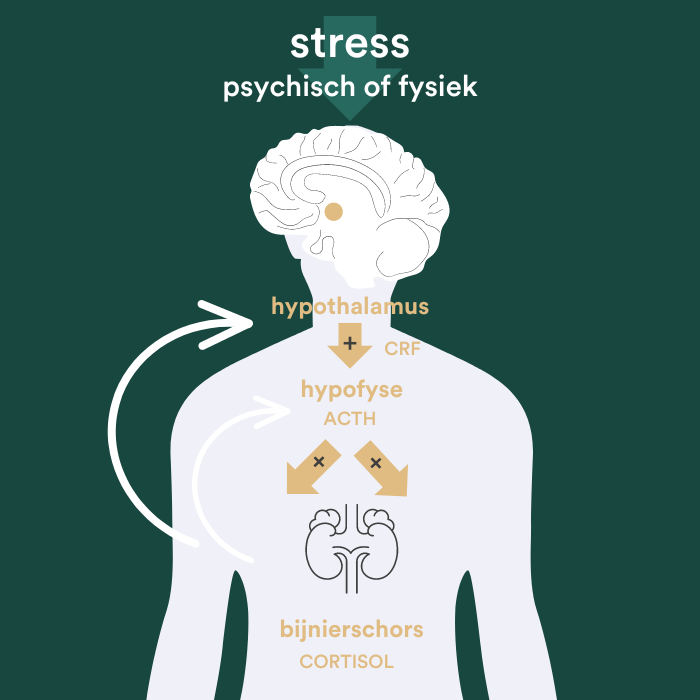 hpa as stress cortisol insentials