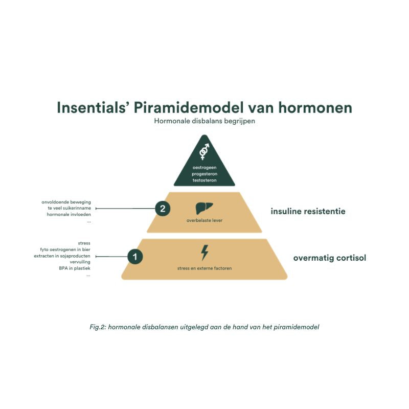 Insentials piramidemodel van hormonen