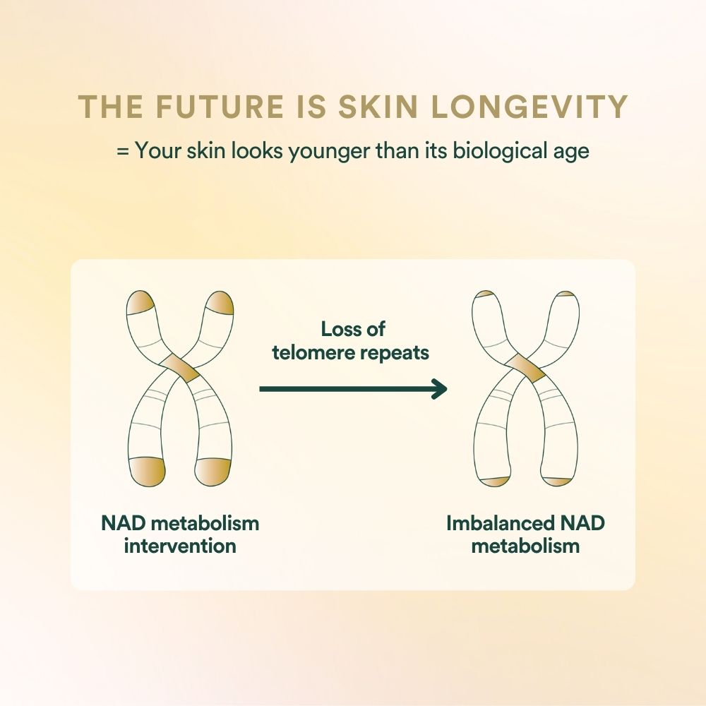 Protection of telomeres and cell rejuvenation with NADH | Insentials Protection of telomeres and cell rejuvenation with NADH | Insentials