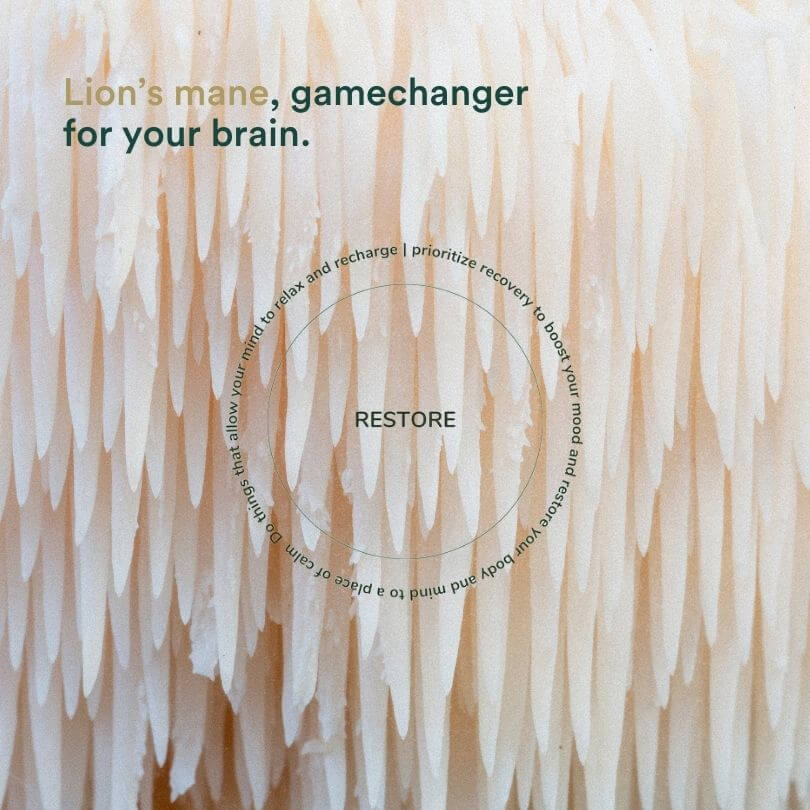 Lions mane nootropics hersenen