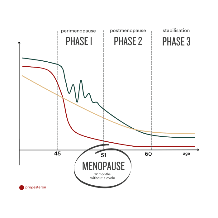 De verschillende fasen van de menopauze