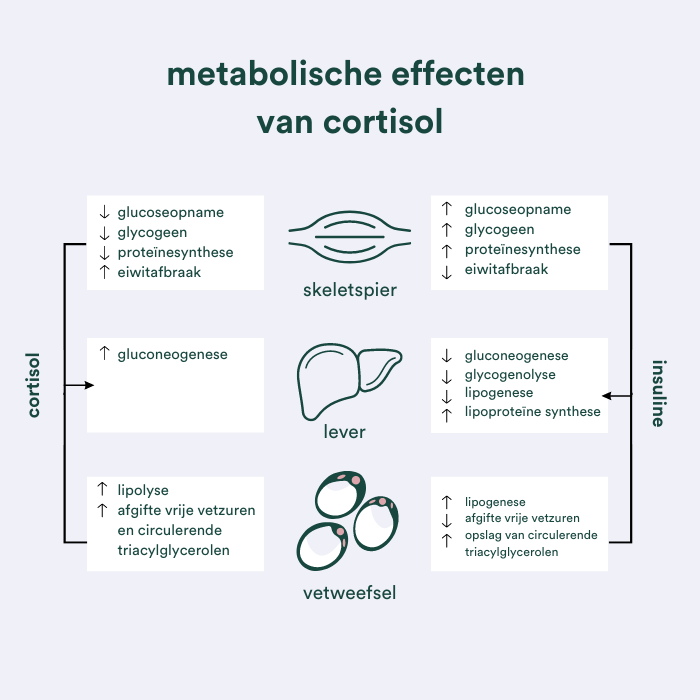 Metabolische effecten cortisol
