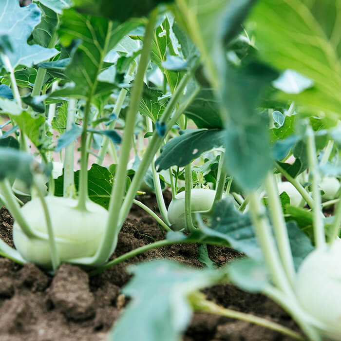 Nutrientarme bodems vervuiling landbouwmethoden