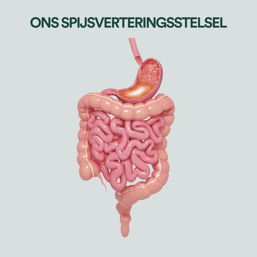 ons spijsverteringsstelsel verteringsproces insentials