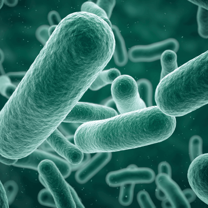 Prebiotica probiotica opgeblazen buik