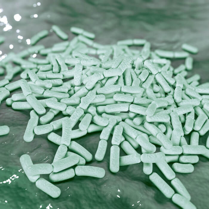 Probiotica lactobacillus darmflora