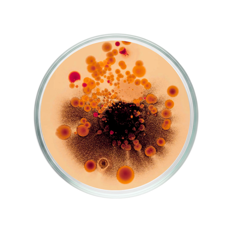 Red pepper or capsicum annuum