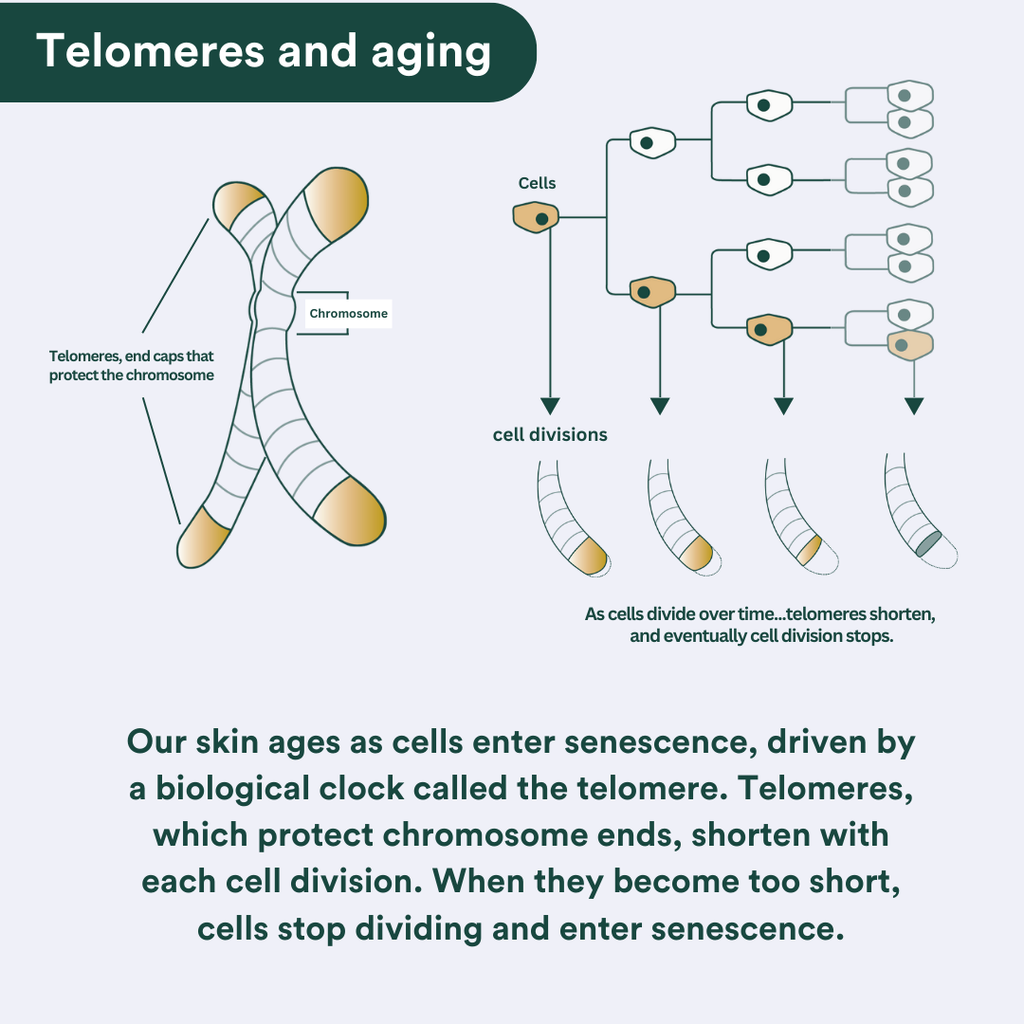 glutathione telomeres Protection of telomeres and cell rejuvenation with NADH glutathione telomeres Protection of telomeres and cell rejuvenation with NADH