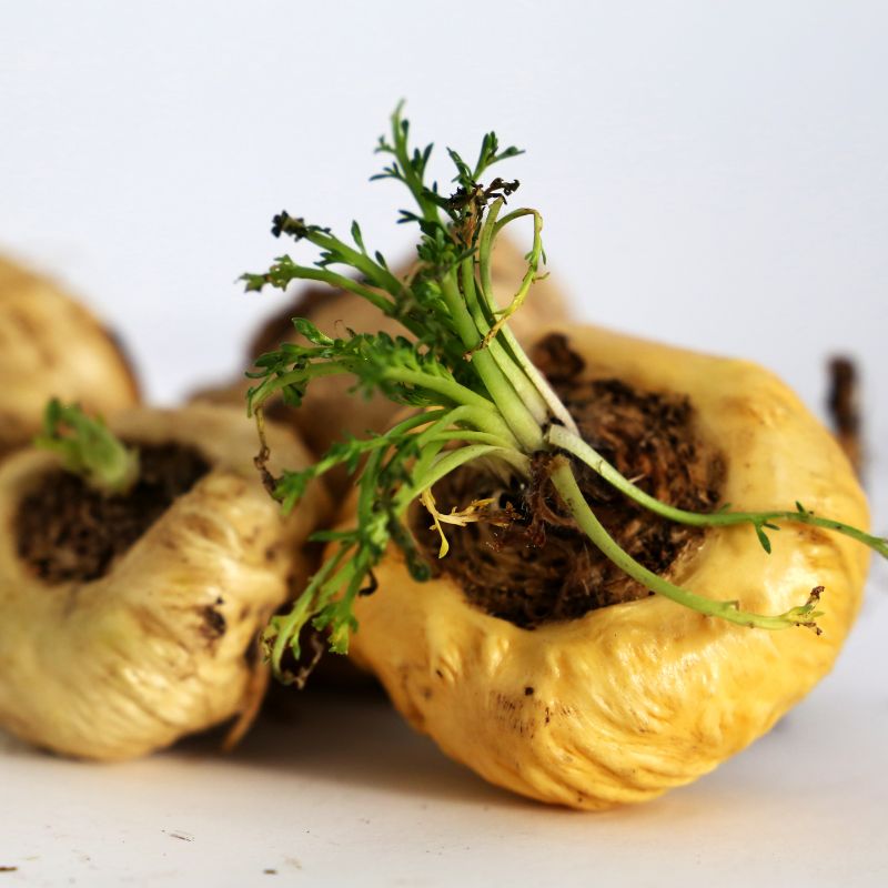 Vergelijking hormoonspiegels anticonceptiepil insentials