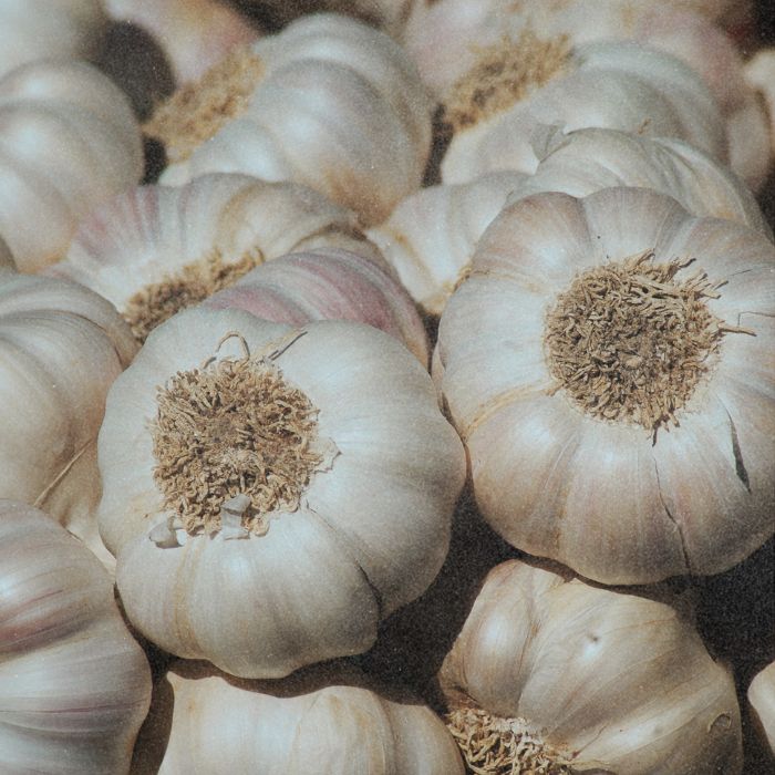 que sont les prébiotiques
